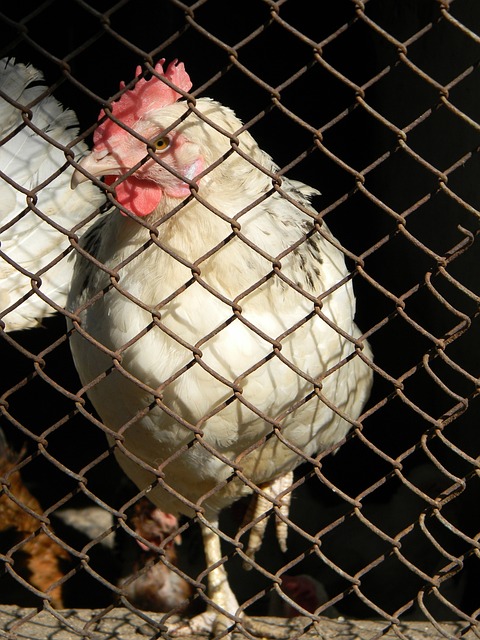 意甲赛场上 意甲赛场上